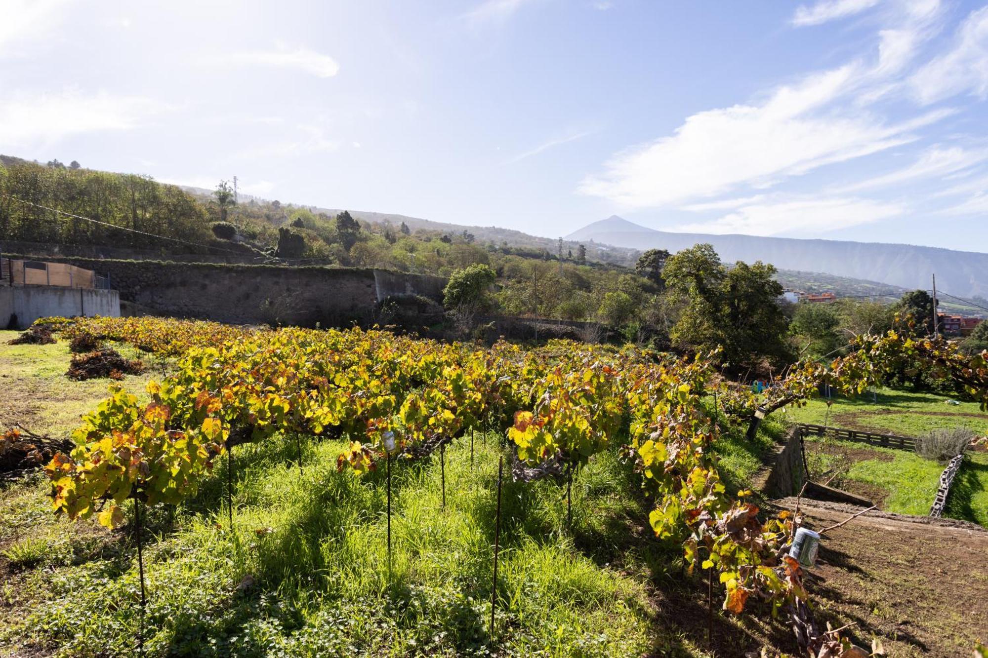 Ek Drago Finca El Milagro La Orotava Buitenkant foto
