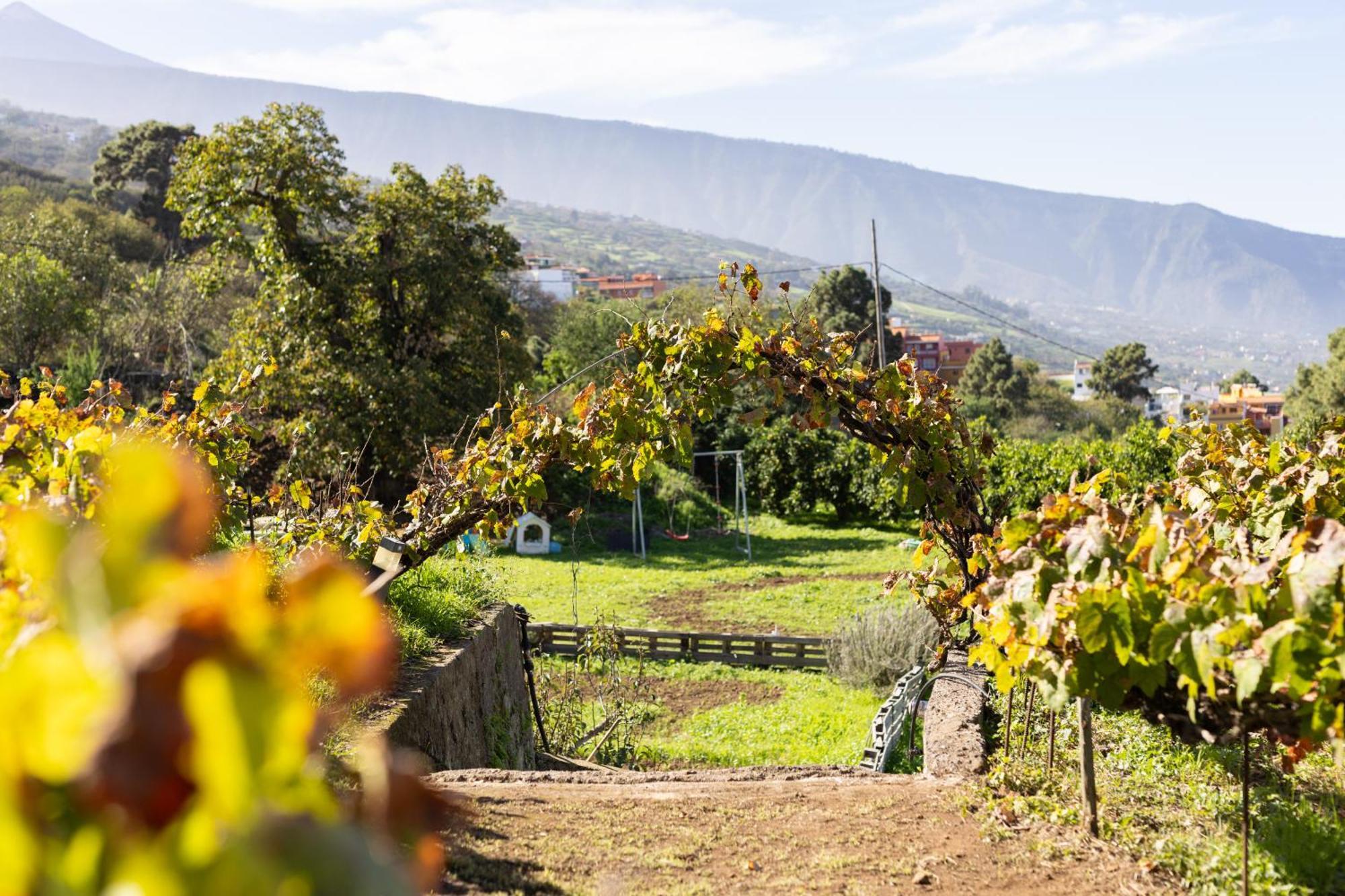 Ek Drago Finca El Milagro La Orotava Buitenkant foto